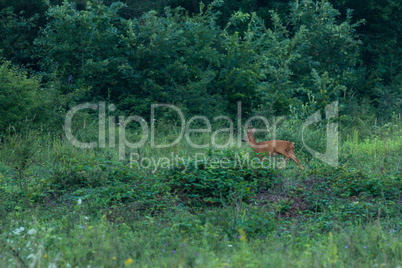 Young roebuck in the forest