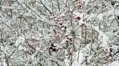 Winter guelder rose snow birds