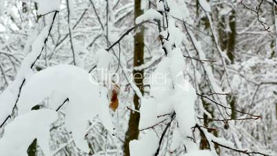 Winter snowy forest trees