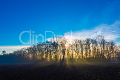 sunrise at the edge of a forest