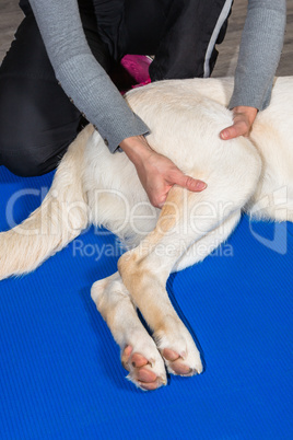 treatment of a dogs leg in physical therapy