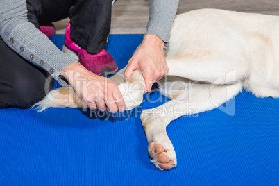 paw of a dog gets treated in physical therapy
