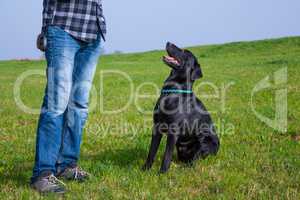 labrador dog waits for command