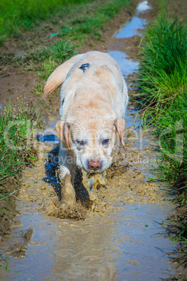 retriever runs throug a puddle of water