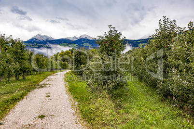 Apple orchard in South Tyrol