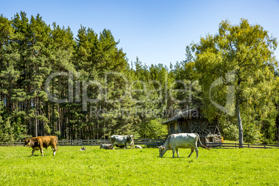 Cows in the pasture