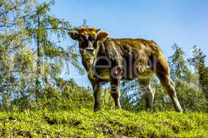 Cow on the alpine meadow