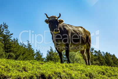 Cow on the alpine meadow