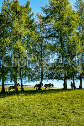 Horses in the pasture