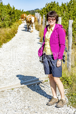 Woman and cows on the hiking trail