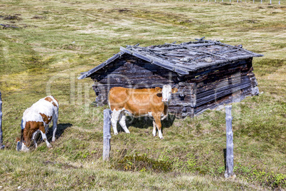 Cows on the pasture