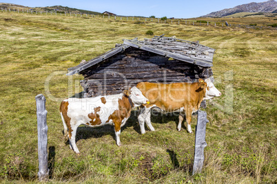 Cows on the pasture