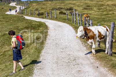 Cows on the pasture