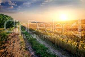 Wheat in evening