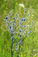 blue prickly eryngium. Field flowers