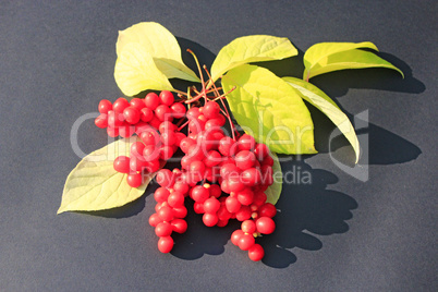 schizandra branch of ripe bright berries