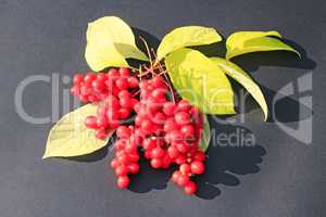 schizandra branch of ripe bright berries