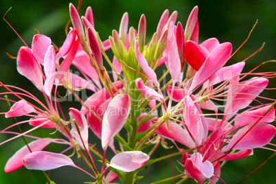 cleome red flowers. Garden plants