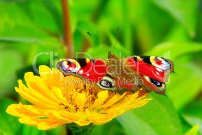 Macro of butterfly peacock eye collecting nectar on the zinnia