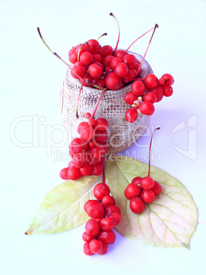 schisandra berries and leaves isolated on the white