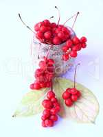 schisandra berries and leaves isolated on the white