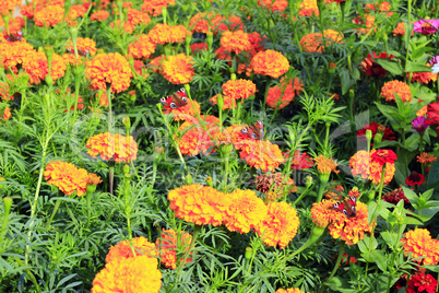 peacock eye on the marigolds. Butterflies in the garden