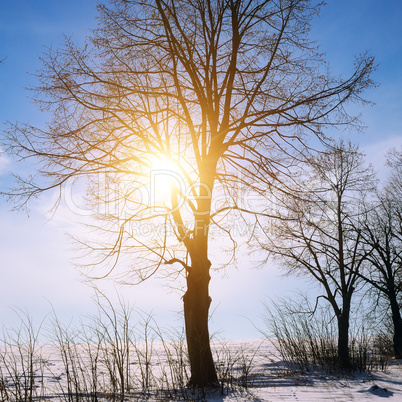 Winter landscape. Sunrise . Fields and trees in the snow.