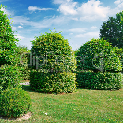 Hedges and ornamental shrub in a summer park.