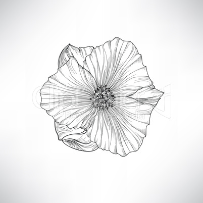 Flower isolated. Floral engraving illustration. Vector set.