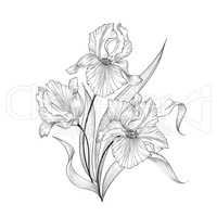 Floral bouquet, flower iris. Fourish Greeting Card Design