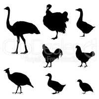 Poultry silhouette icon set. Livestock groceries, meat store label