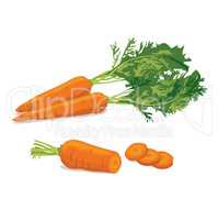 Carrot. Ripe carrot vegetable vector illustration