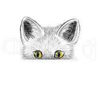Cats head. Kitten face sketch. Cat hiding isolated.