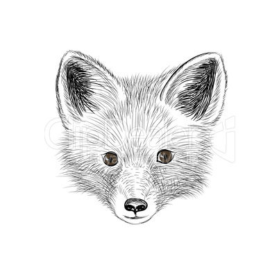 Fox baby face. Wild animal sketch