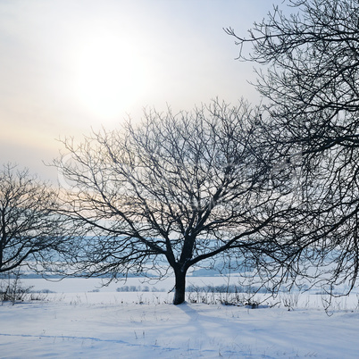 Winter landscape. Sunrise . Fields and trees in the snow.