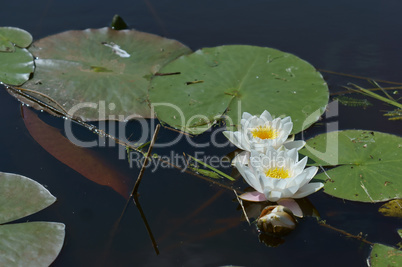 white Lily on the water, a Lily blooming