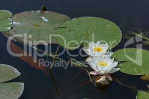 white Lily on the water, a Lily blooming