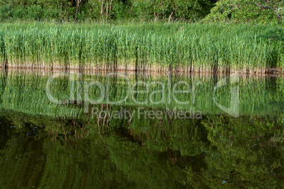 marshland, reflection of trees in the pond, a picturesque pond in the forest
