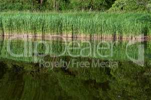 marshland, reflection of trees in the pond, a picturesque pond in the forest