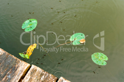 water meter bed bug, marshland, reflection of trees in the pond, a picturesque pond in the forest