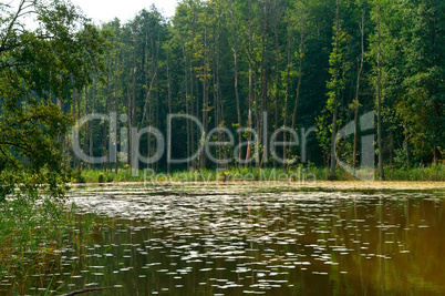 marshland, reflection of trees in the pond, a picturesque pond in the forest