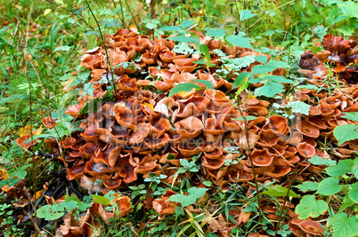 mushrooms, honey agaric, tree, parasite, fall, collect