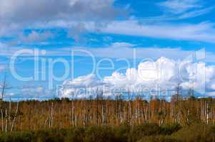 wetlands, marshlands and birches, white clouds in the blue sky