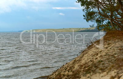 the coastline, pine trees on the waterfront, sandy soil and dry grass on the coast