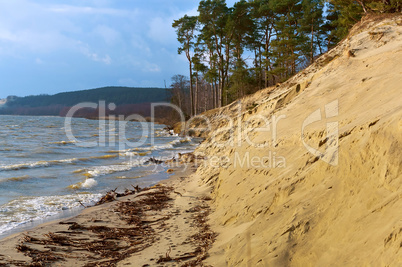 the coastline, pine trees on the waterfront, sandy soil and dry grass on the coast