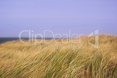 Düne Düne