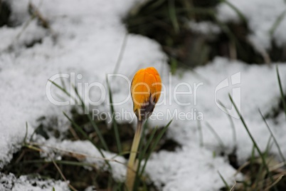 Krokusblüte im Schnee