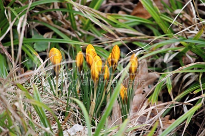 gelber Krokus im Frühling