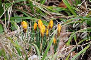 gelber Krokus im Frühling