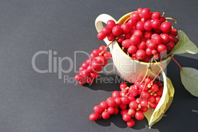 schizandra in the cup on the black background